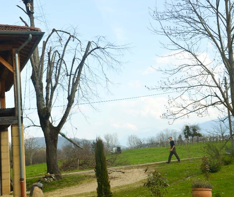 Étêtage d’un tilleul proche d’un bâtiment à Vinay