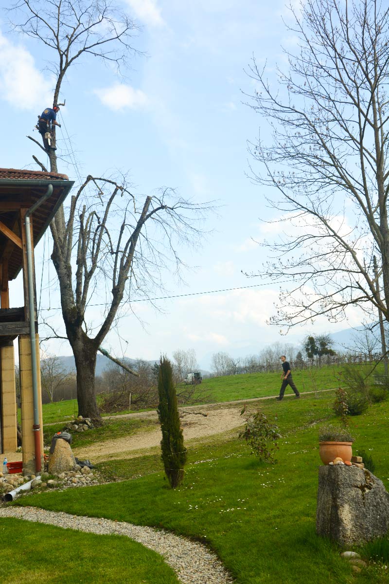 Étêtage d’un tilleul proche d’un bâtiment à Vinay