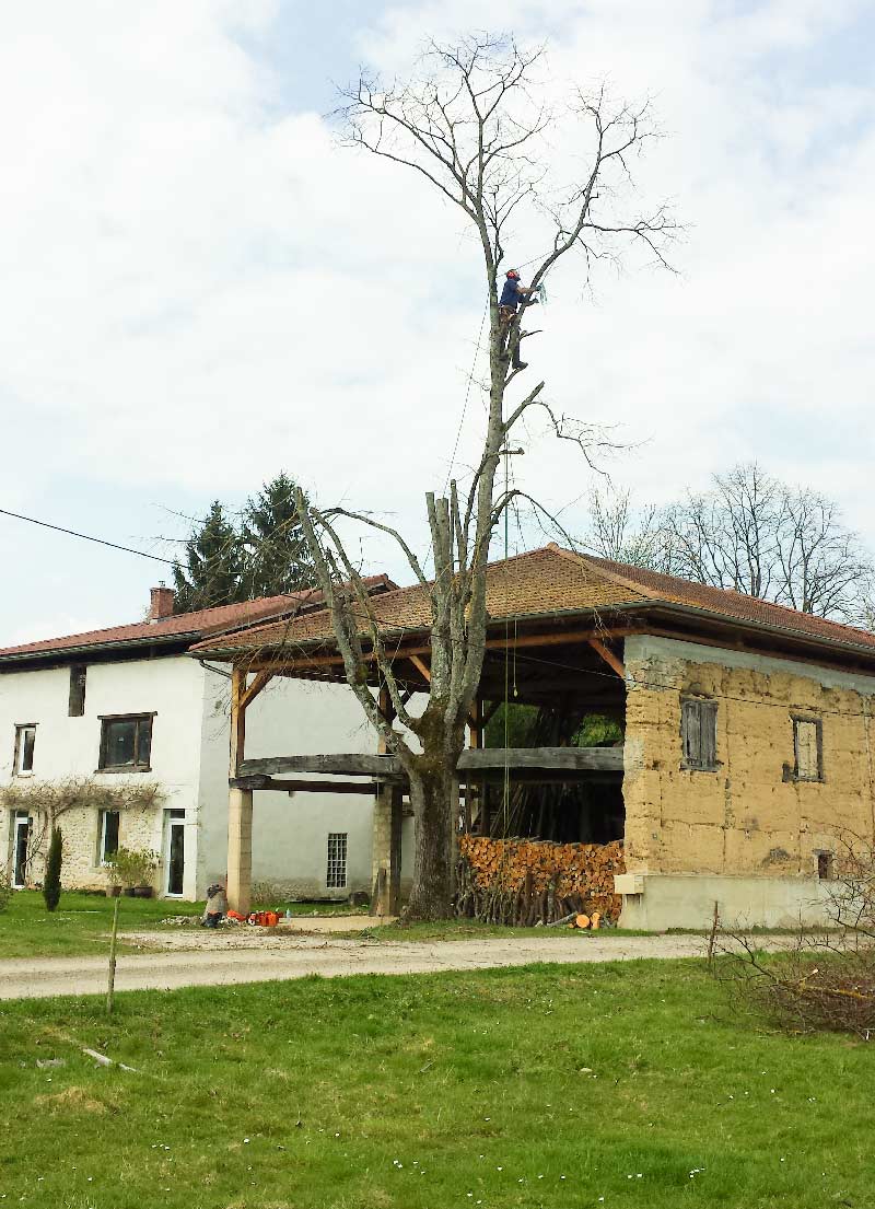 élagage d'un arbre proche d'un batîment