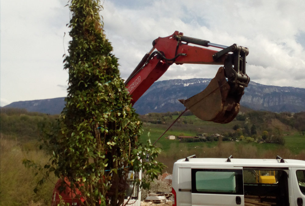 Plantation de gros sujets à Chantesse